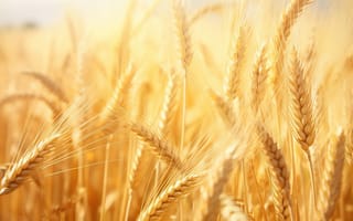 Картинка деревенский, пшеничное поле абстракция, золотой фон, ИИ искусство