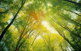 Картинка лесной полог, дневной блеск, градиент спокойствия, минималистская листва, глубокая зеленая тень, поцелованный свет, лиственный спектр, лесные оттенки, лес, ИИ искусство