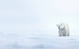 Картинка исследователь Арктики, поразительное одиночество, минималистская дикая местность, ледяные просторы, чудо млекопитающих, дикая природа, ИИ искусство