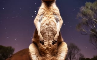 Картинка звездное чудо, культовая позиция, небесная красота, страж пустыни, космический трепет, кенгуру, ИИ искусство