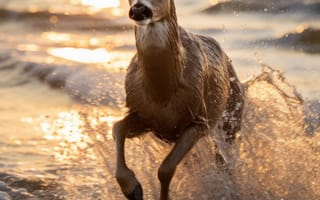 Картинка океанический спринтер, лесной пляж, прибрежный прыжок, ИИ искусство