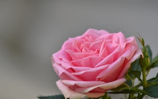 Картинка цветы, розовый, бутон, роза