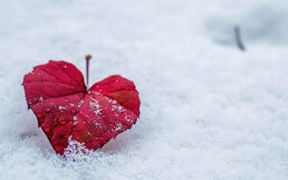 Картинка лист, снег, зима, осень, в форме сердца, красный, природа, переход сезона, холодный, контраст, одиночный лист, апельсин, текстура, снежно, ИИ искусство