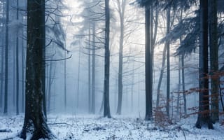 Картинка заснеженные деревья, зима, снег, лес, синий тон, сумерки, спокойствие, природа, дикая местность, холодный, безмятежный, мороз, ИИ искусство