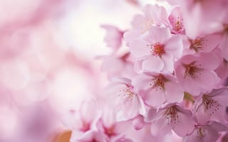 Картинка цветочный, розовый, Цветение вишни, сакура, цветущий, ветви, лепестки, мягкий фокус, весна, естественная красота, ИИ искусство