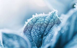 Картинка мороз, листья, зима, кристаллы льда, холодный, синий оттенок, природа, крупный план, макрос, работа в саду зимой, замороженная природа, растение, ледяная текстура, сезонные изменения, ИИ искусство