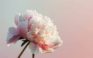 Картинка пион, белый цветок, розовый, цветочный, цвести, лепестки, ботанический, одиночный цветок, природа, элегантный, мягкий свет, пастельные тона, ИИ искусство