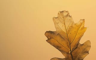 Картинка осенний лист, золотой, дубовый лист, осенний сезон, сухой лист, крупный план, простота, природа, текстура, желтый и коричневый лист, теплые тона, одиночный лист, ИИ искусство
