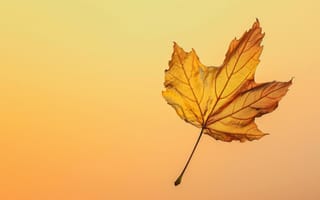 Картинка лист, осень, падать, закат, желтый, апельсин, природа, сезонный, золотой час, плавающий, спокойствие, простота, ИИ искусство