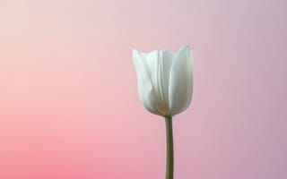 Картинка тюльпан, белый цветок, розовый градиент, одиночный цветок, ботанический, элегантный, минималистичный дизайн, природа, весеннее цветение, ИИ искусство