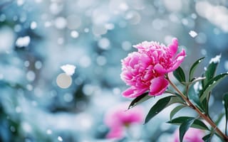 Картинка крупный план розового цветка, снег, лепестки, зеленые листья, размытый, зимнее цветение, пион, природа, сезонный контраст, флора в холодную погоду, ИИ искусство