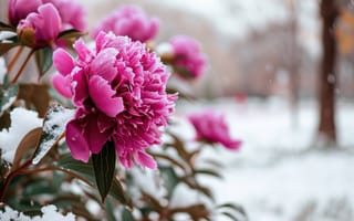 Картинка крупный план розового цветка, снег, лепестки, зеленые листья, размытый, зимнее цветение, пион, природа, сезонный контраст, флора в холодную погоду, ИИ искусство