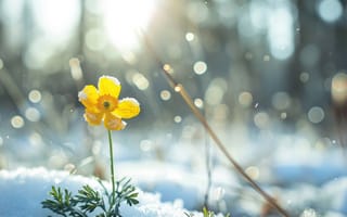 Картинка цветок, снег, желтый, Солнечный лучик, зима, весна, кристаллы льда, боке, природа, цвести, устойчивость, контраст, холодная погода, теплый свет, тающий снег, сезонное изменение, ИИ искусство