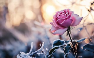 Картинка Роза, мороз, зима, кристаллы льда, розовый цветок, восход, холодная погода, природа, боке, нежные лепестки, холодное утро, ИИ искусство