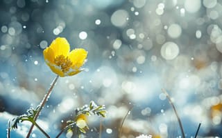 Картинка цветок, снег, желтый, Солнечный лучик, зима, весна, кристаллы льда, боке, природа, цвести, устойчивость, контраст, холодная погода, теплый свет, тающий снег, сезонное изменение, ИИ искусство