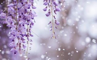 Картинка глициния, снег, фиолетовые цветы, зима, весна, цветущий, природа, холодная погода, замораживание, цветочный, неожиданная погода, боке, ИИ искусство