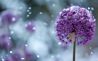Картинка цветок, фиолетовый, снег, зима, сад, мороз, цвести, природа, устойчивость, Солнечный лучик, боке, садоводство в холодную погоду, ИИ искусство