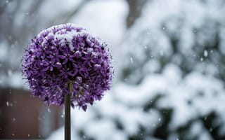 Картинка цветок, фиолетовый, снег, зима, сад, мороз, цвести, природа, устойчивость, Солнечный лучик, боке, садоводство в холодную погоду, ИИ искусство