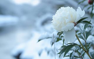 Картинка белый, пион, снег, цвести, зима, сад, природа, мороз, лепестки, цветок, холодный, безмятежный, мирный, открытый, ИИ искусство