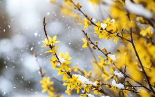 Картинка желтые цветы, снежинки, ветки форзиции, переход зима-весна, природа, сезонное изменение, крупный план, боке, ИИ искусство