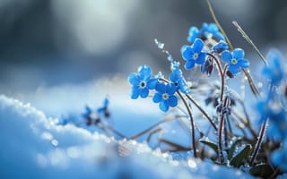 Картинка снег, синие цветы, мороз, зима, природа, холодный, нежные лепестки, Флора, ледяной, открытый, сезонная красота, спокойный, сине-белая палитра, ИИ искусство