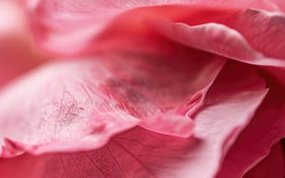 Картинка розовый, крупный план, текстурированный, взъерошенный, ткань, атлас, мягкий, макрос, текстиль, нежный, складки, абстрактный, материал, ИИ искусство