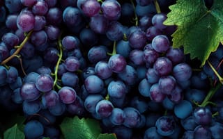 Картинка виноград, фрукты, свежий, спелый, фиолетовый, зеленый, кластеры, стебли, еда, виноградник, сочный, естественный, сельское хозяйство, виноградарство, текстура, ИИ искусство
