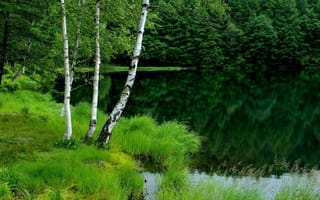 Картинка природа, лес, пруд