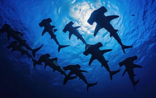 Картинка акулы, голова-молот, морская жизнь, под водой, силуэт, океан, дикая природа, голубая вода, природа, экосистема, школа акул, Морские создания, дайвинг, водный, хищная рыба, ИИ искусство