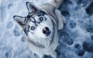 Картинка собака, Сибирский хаски, снег, голубые глаза, зима, домашний питомец, животное, двухцветные глаза, собачий, на открытом воздухе, глядя вверх, ИИ искусство
