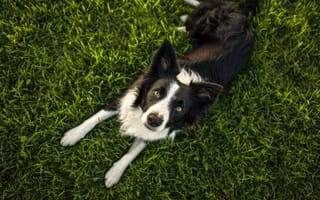 Картинка собака, бордер-колли, черное и белое, трава, лужайка, глядя вверх, домашний питомец, животное, на открытом воздухе, расслабление, задний двор, милый, лежа, ИИ искусство