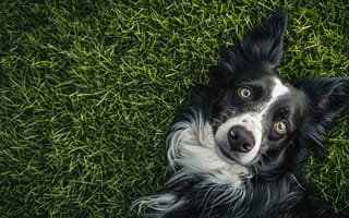 Картинка собака, бордер-колли, черное и белое, трава, лужайка, глядя вверх, домашний питомец, животное, на открытом воздухе, расслабление, задний двор, милый, лежа, ИИ искусство