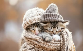Картинка Котята, Сон, Кошки, Плед, Шляпы, Уютный, Пухлый, Теплый, Питомец, Милота животных, Домашние животные, Отдых, Дремота, Очаровательный, Кошачий, Комфорт, Оранжевый табби, Полосатый котенок, Мягкий фокус, Портрет животного, Искусство ИИ