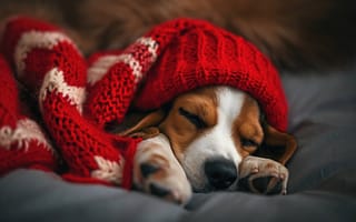 Картинка собака, бигль, спать, одеяло, уютный, красный, комфортный, домашний питомец, животное, отдых, милый, в помещении, расслабление, теплый, ИИ искусство