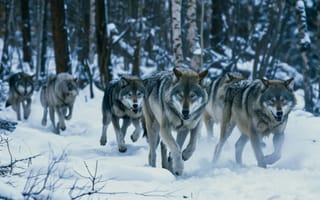 Картинка волки, снег, зима, лес, дикая природа, пакет, альфа, серый волк, природа, холодный, хищник, поведение животных, ИИ искусство
