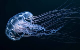 Картинка медуза, под водой, морской, щупальца, светящийся, полупрозрачный, океан, дикая природа, глубокое море, биолюминесценция, водный, ИИ искусство