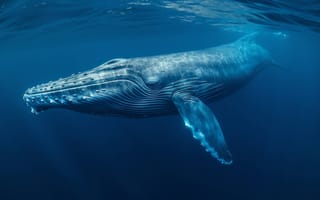 Картинка синий кит, под водой, морское млекопитающее, океан, дикая природа, находящихся под угрозой исчезновения, плавание, море, величественный, природа, сохранение, Поверхность воды, ИИ искусство