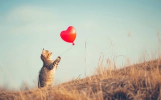 Картинка Кот, Котенок, Шарик, Сердце, Любовь, Закат, На улице, Игривый, Милый, Небо, Облака, Свет, Кошка, Животное, Фантазийный, Искусственный интеллект