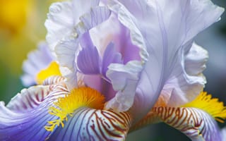 Картинка лепестки цветка, фиолетовый, желтый, природа, макрос, цветущий, весна, сад, цветочный, ИИ искусство