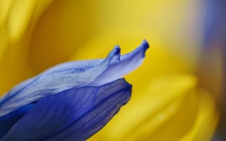 Картинка цветок макро, синий лепесток, желтый, избирательный фокус, цветочная текстура, яркие цвета, природа крупным планом, ботаническое фото, ИИ искусство