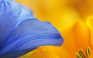 Картинка цветок макро, синий лепесток, желтый, избирательный фокус, цветочная текстура, яркие цвета, природа крупным планом, ботаническое фото, ИИ искусство
