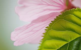 Картинка цветок макро, розовые лепестки, капли воды на листе, мягкий фокус, природа, ботаническая деталь, растение крупным планом, естественный свет, пастельные тона, размытый, ИИ искусство