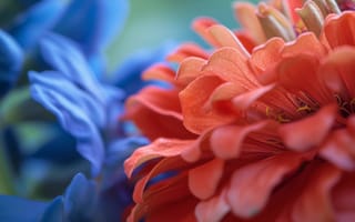 Картинка макро цветок, яркие цвета, цветочные детали, синие лепестки, оранжевый цвет, размытый, красочная природа, текстура лепестка, ИИ искусство