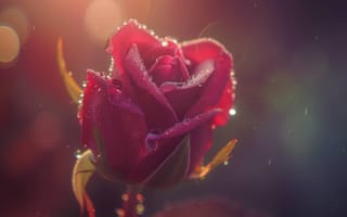 Картинка роза крупным планом, красный цветок, боке, капли воды, концепция любви, яркие цвета, цветочная красота, форма сердца в природе, ИИ искусство