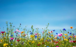 Картинка весна, луг, полевые цветы, голубое небо, природа, весенние цветы, поле, Солнечный день, пейзаж, красочный, яркий, на открытом воздухе, сезонный, Флора, ИИ искусство