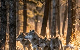 Картинка волки, лес, осень, дикая природа, пакет, деревья, Солнечный лучик, природа, животные, открытый, дикая местность, хищные животные, экосистема, ИИ искусство