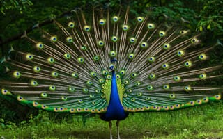 Картинка павлин, перья, синий, зеленый, дикая природа, птица, яркий, отображать, оперение, хвост, природа, лес, переливающийся, ИИ искусство