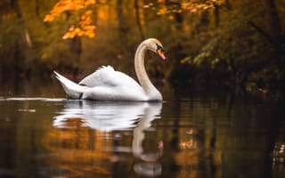 Картинка белый лебедь, отражение воды, осенние цвета, спокойное озеро, дикая природа, природа, ИИ искусство