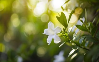 Картинка цветок макро, Белый цветок, зеленые листья, Солнечный лучик, боке, природа крупным планом, спокойствие, сад, цветочный, естественный свет, ИИ искусство