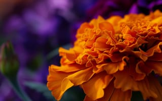 Картинка цветок макро, оранжевые бархатцы, яркие цвета, деталь крупным планом, цветочный, текстура лепестка, фиолетовый фон, природа, ИИ искусство